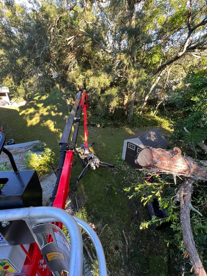 Recent tree service work